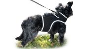 Rechargeable Mini GPS Realtime Pet Tracking Collars for Hunting Dogs Size:S