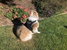 Easy to Use Mini Cell Phone GPS Pet Track Dog Cat Collar Mount Locator Size:M