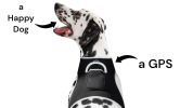 Detailed & Realtime GPS Tracking Dog Collar Water Resilient Gadget Rechargeable Size:L