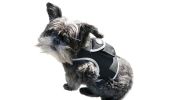 Easy to Use Mini Cell Phone GPS Pet Track Dog Cat Collar Mount Locator Size:M
