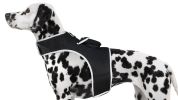 Easy to Use Mini Cell Phone GPS Pet Track Dog Cat Collar Mount Locator Size:M
