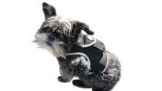 Rechargeable Mini GPS Realtime Pet Tracking Collars for Hunting Dogs Size:XS